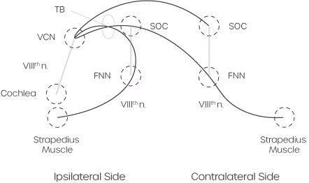 crossed-and-uncrossed-acoustic-reflex-pathways