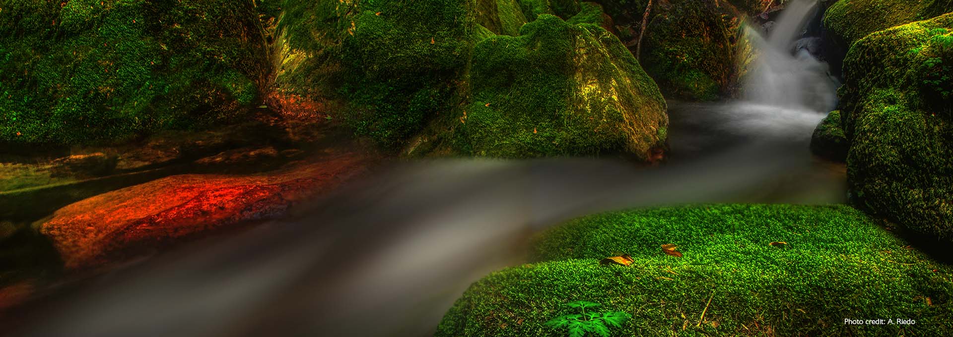 Bilden av en liten bäck mellan mosstäckta stenar som är ljusgröna fotograferad av användare av Bernafon Alpha-hörapparater.