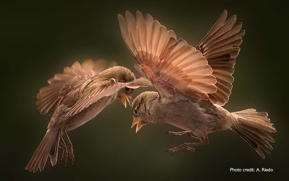 Изображение двух воробьев в полете с открытыми крыльями и перьями с подсветкой, сфотографированное пользователями слуховых аппаратов Bernafon Alpha