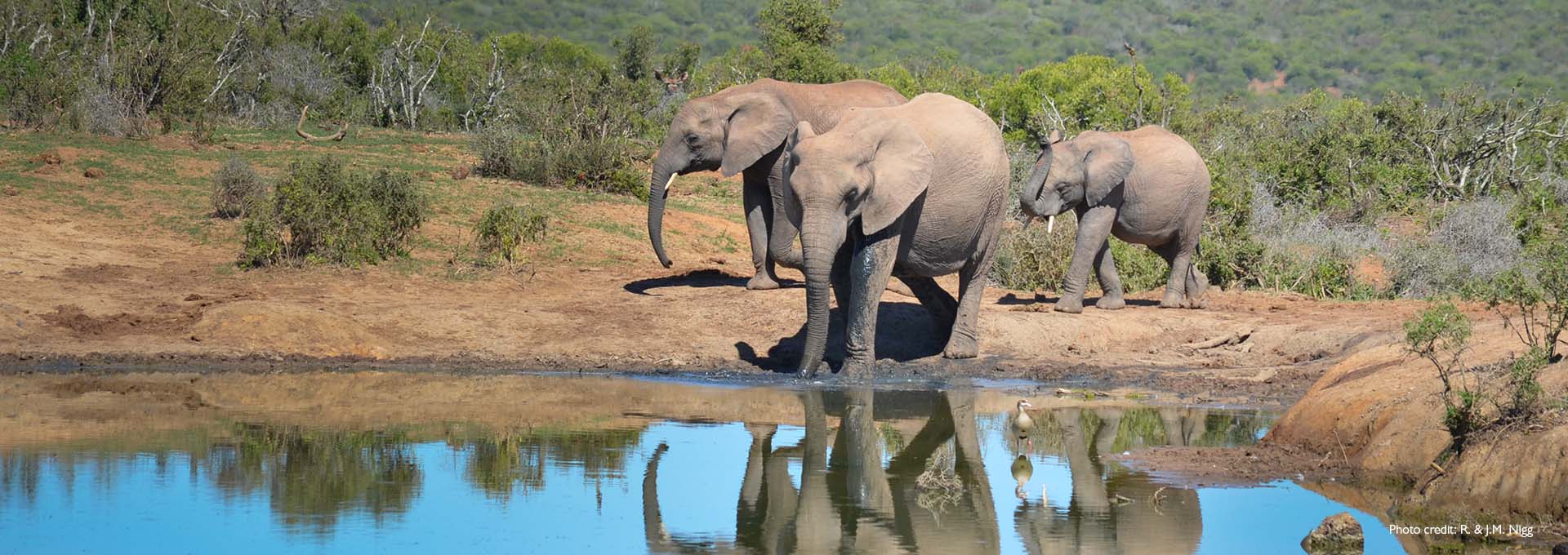 Billede af en elefantfamilie ved en lille sø med grønne buske i baggrunden fotograferet af Bernafon Alpha høreapparatbrugere