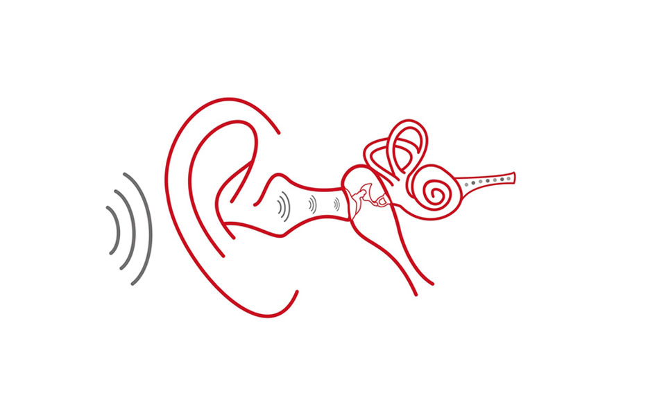 Illustration af ørets anatomi med lydbølger