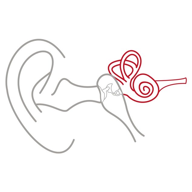 Ilustracja ucha zewnętrznego, środkowego i wewnętrznego z zaznaczonym na czerwono uchem wewnętrznym