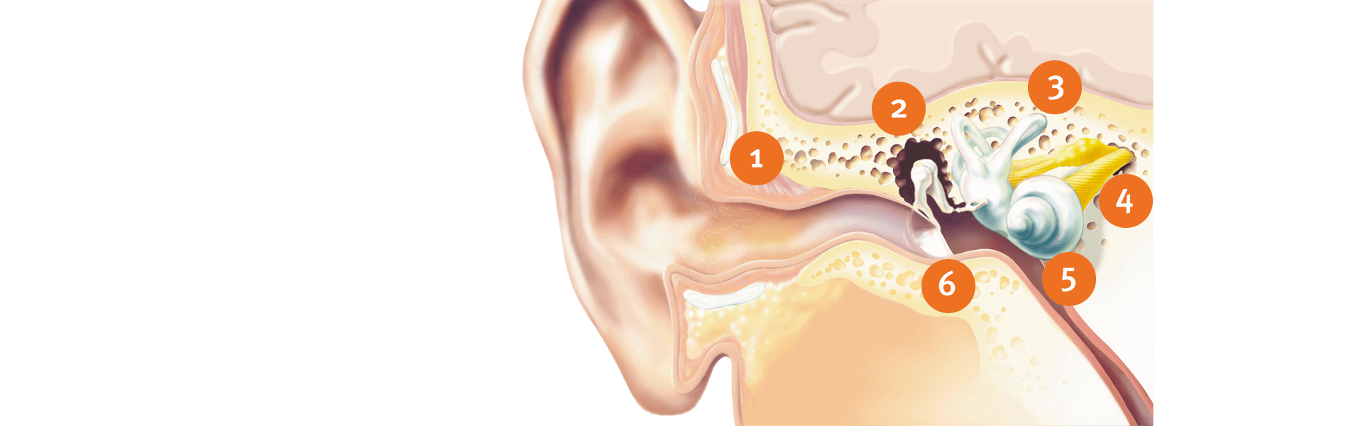 A picture of the outer ear, middle ear, inner ear, auditory nerve, cochlea and eardrum