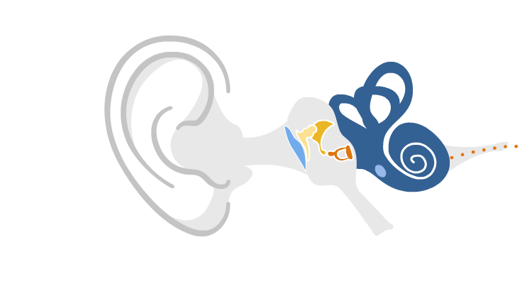 An illustration of an ear to show how hearing works.