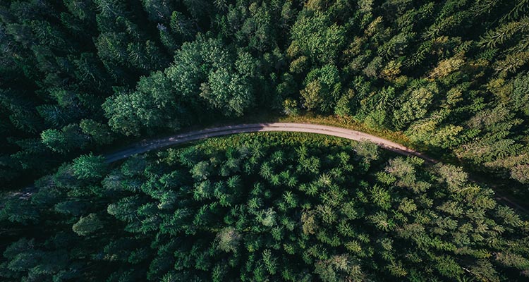 Imagen aérea de un bosque atravesado por una pequeña carretera.