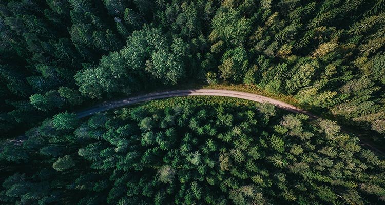 An aerial-view image of a forest with a small road leading through it