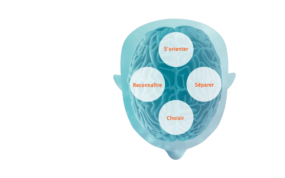 BrainHearingª provides audibility and signal processing that support the brain's cognitive processes.  