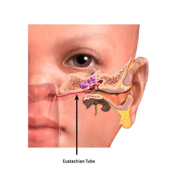 Слуховой тубоотит. Евстахиева труба у новорожденного. Евстахиева (слуховая) труба анатомия. Еастрахивая труба у детей. Евстахиева труба анатомия.