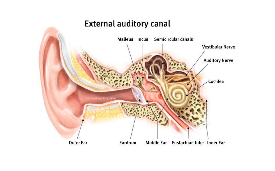 A Guide To Glue Ear and Bone Anchored Hearing Solutions