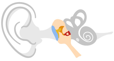 在中耳內，耳膜與聽小骨相連，聽小骨將聲音振動放大後傳遞到內耳